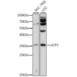 UCP3 Rabbit pAb