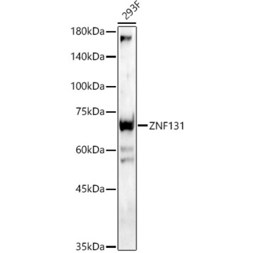 ZNF131 Rabbit pAb