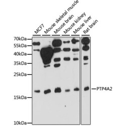 PTP4A2 Rabbit pAb