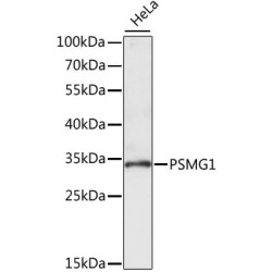 PSMG1 Rabbit pAb