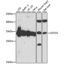 GSTO1 Rabbit pAb