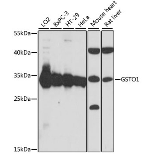 GSTO1 Rabbit pAb