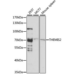 THEMIS2 Rabbit pAb