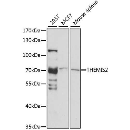 THEMIS2 Rabbit pAb
