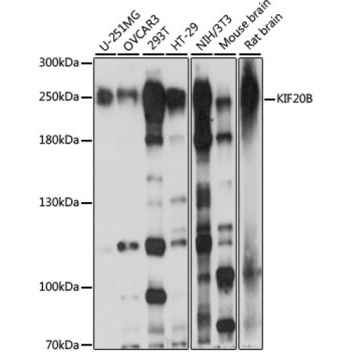 KIF20B Rabbit pAb