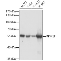 PPM1F Rabbit pAb