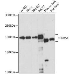BMS1 Rabbit pAb