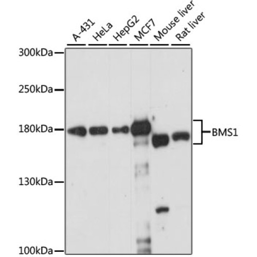 BMS1 Rabbit pAb