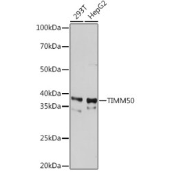 TIMM50 Rabbit mAb