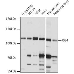 FIG4 Rabbit pAb