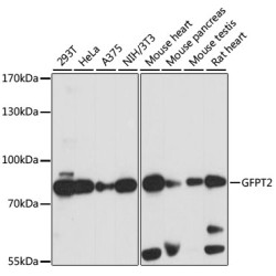 GFPT2 Rabbit pAb