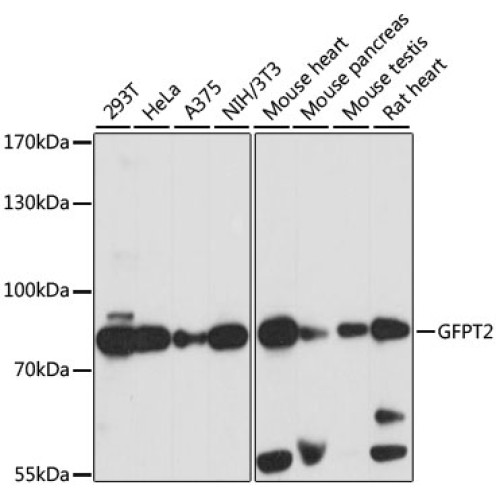 GFPT2 Rabbit pAb