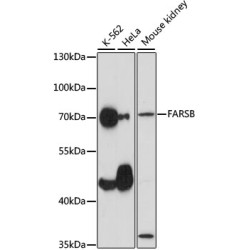 FARSB Rabbit pAb