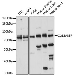 COL4A3BP Rabbit pAb