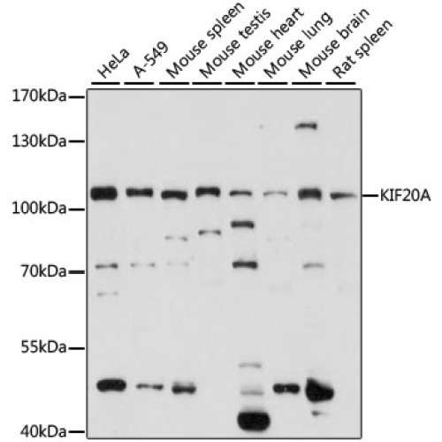 KIF20A Rabbit pAb