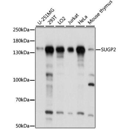SUGP2 Rabbit pAb