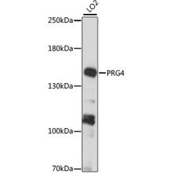 PRG4 Rabbit pAb
