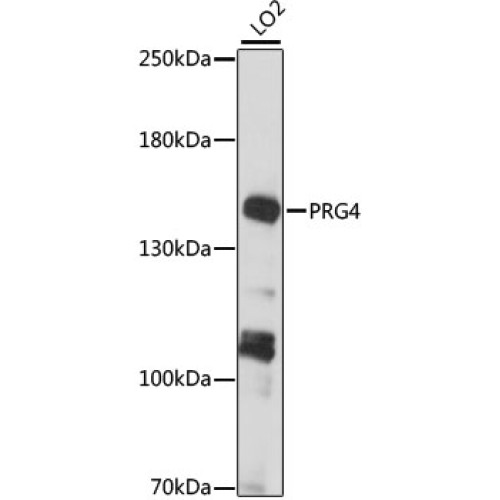 PRG4 Rabbit pAb