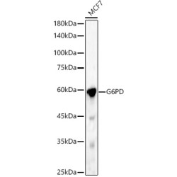 G6PD Rabbit pAb