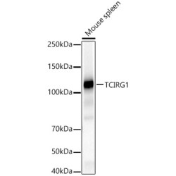 TCIRG1 Rabbit pAb