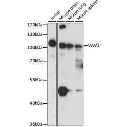 VAV3 Rabbit pAb
