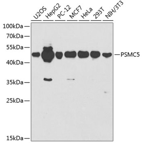 PSMC5 Rabbit pAb