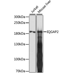 IQGAP2 Rabbit pAb
