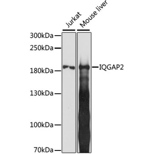 IQGAP2 Rabbit pAb