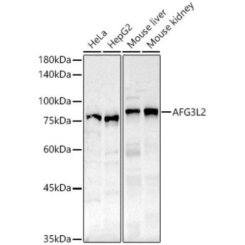 AFG3L2 Rabbit pAb