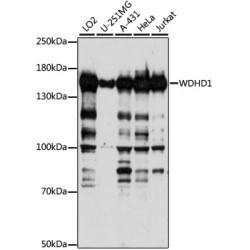 WDHD1 Rabbit pAb