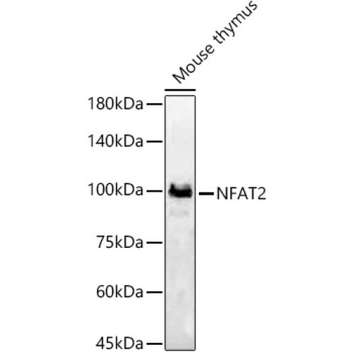 NFAT2 Rabbit pAb