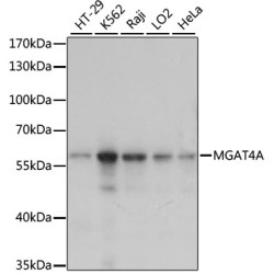 MGAT4A Rabbit pAb