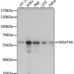 MGAT4A Rabbit pAb