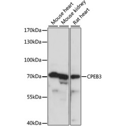 CPEB3 Rabbit pAb