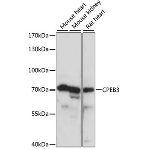CPEB3 Rabbit pAb