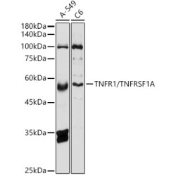 TNFR1/TNFRSF1A Rabbit pAb