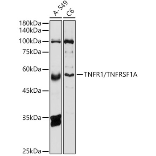 TNFR1/TNFRSF1A Rabbit pAb