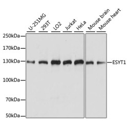 ESYT1 Rabbit pAb