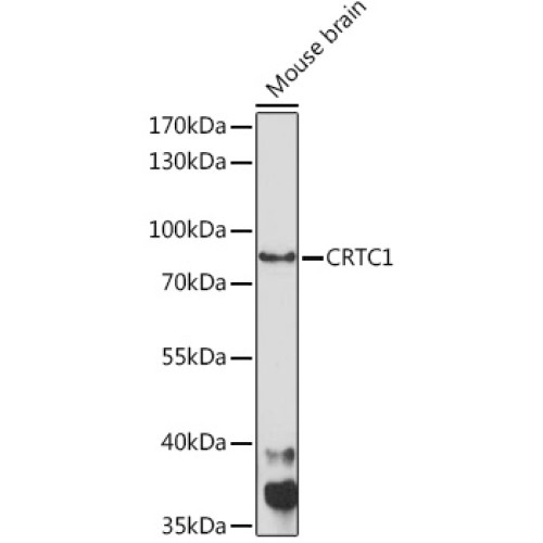 CRTC1 Rabbit pAb
