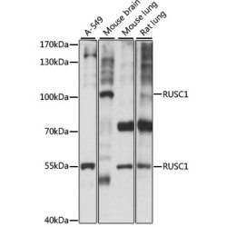 RUSC1 Rabbit pAb