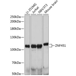 ZNF451 Rabbit pAb