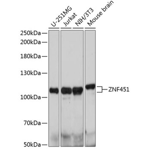 ZNF451 Rabbit pAb