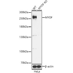 [KO Validated] MYOF Rabbit pAb