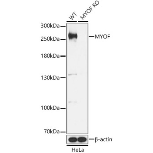 [KO Validated] MYOF Rabbit pAb