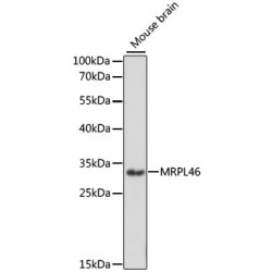 MRPL46 Rabbit pAb