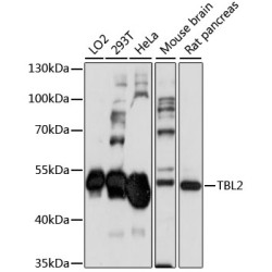 TBL2 Rabbit pAb