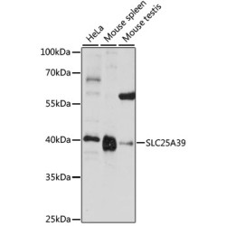 SLC25A39 Rabbit pAb