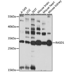 RASD1 Rabbit pAb