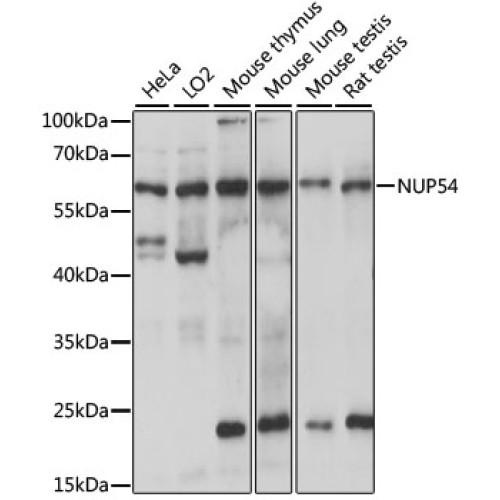 NUP54 Rabbit pAb