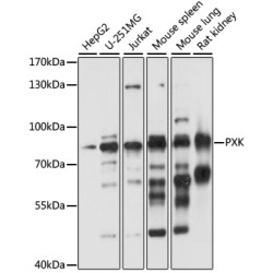 PXK Rabbit pAb